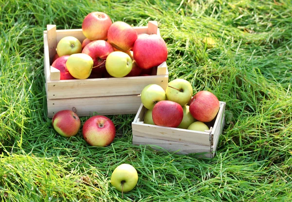 Caisses de pommes fraîches mûres dans le jardin sur herbe verte — Photo