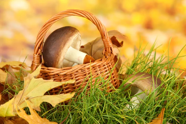 Champignons dans le panier en osier sur l'herbe sur fond lumineux — Photo