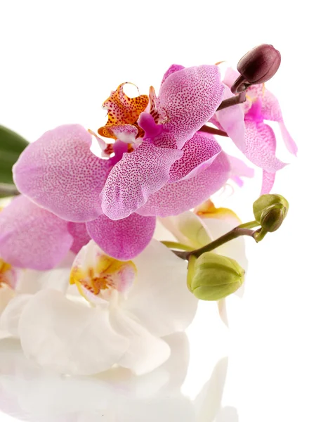 Güzel orkide, üzerinde beyaz izole — Stok fotoğraf