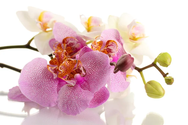 Krásné orchideje, izolované na bílém — Stock fotografie