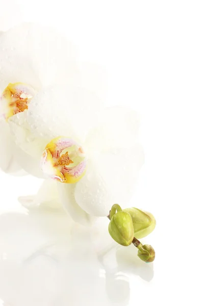 Mooie orchid, geïsoleerd op wit — Stockfoto