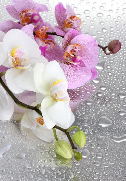 Rosa e branco belas orquídeas com gotas — Fotografia de Stock