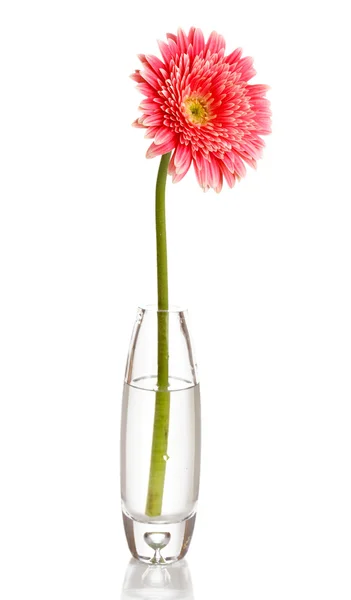 Beautiful gerbera in vase isolated on white — Stock Photo, Image