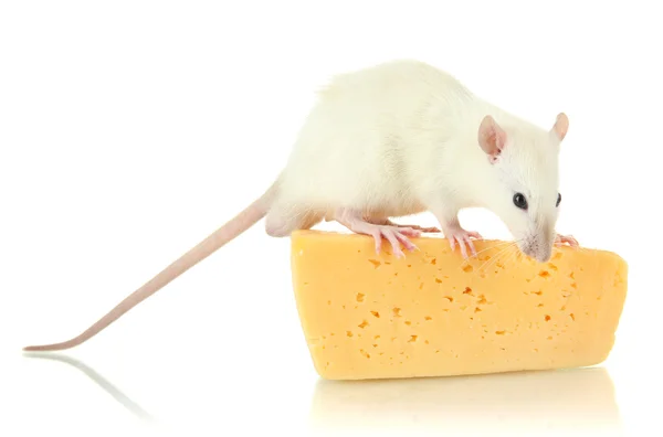 Funny little rat with food, on grey background — Stock Photo, Image