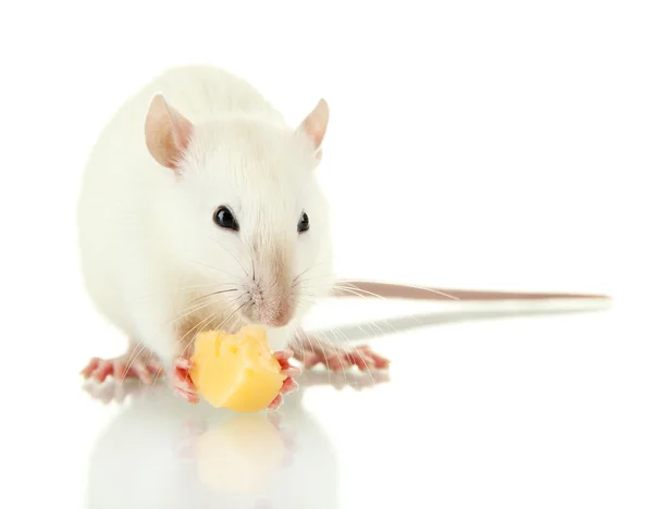 Roliga lilla råtta med mat, på grå bakgrund — Stockfoto