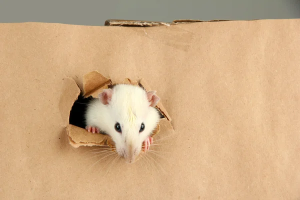 Grappige kleine rat op papier achtergrond — Stockfoto