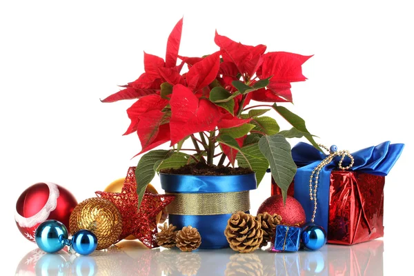 Hermosa poinsettia con bolas de Navidad y regalos aislados en blanco — Foto de Stock