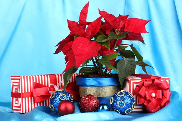 Hermosa poinsettia con bolas de Navidad y regalos sobre fondo de tela azul —  Fotos de Stock