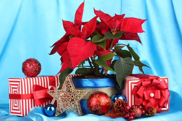 クリスマス ボールと青い布の背景にプレゼントで美しいポインセチア — ストック写真