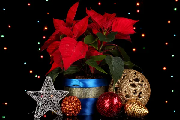 Beautiful poinsettia with christmas balls on Christmas lights background — Stock Photo, Image