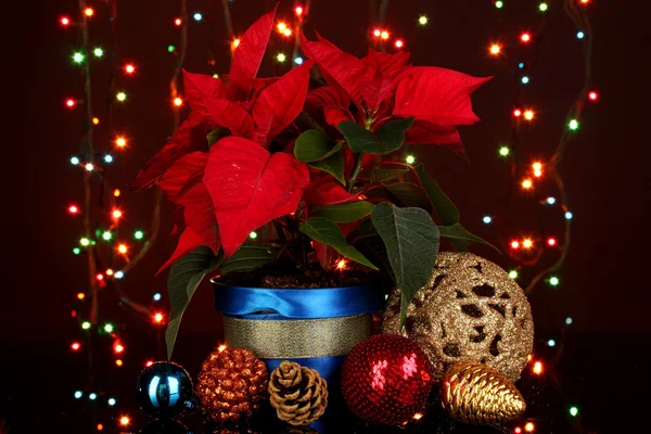Schöner Weihnachtsstern mit Weihnachtskugeln auf Weihnachtsbeleuchtung Hintergrund — Stockfoto
