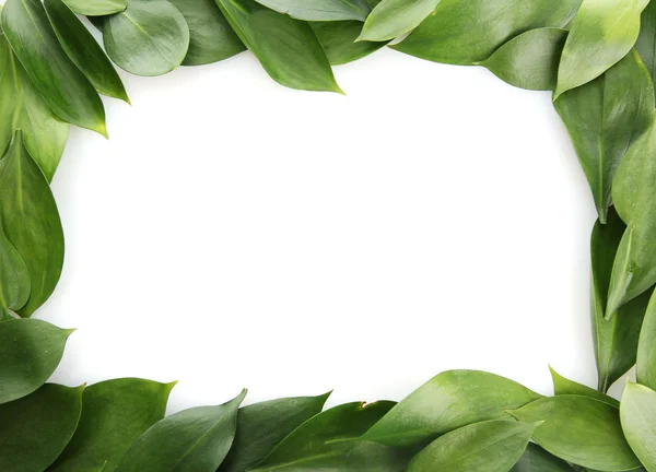 Красивые зеленые листья, изолированные на белый — стоковое фото