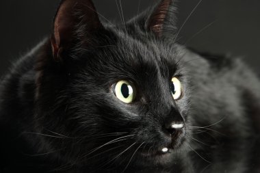 siyah arka plan üzerine siyah kedi