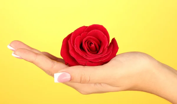 Rosa vermelha com a mão da mulher no fundo amarelo — Fotografia de Stock