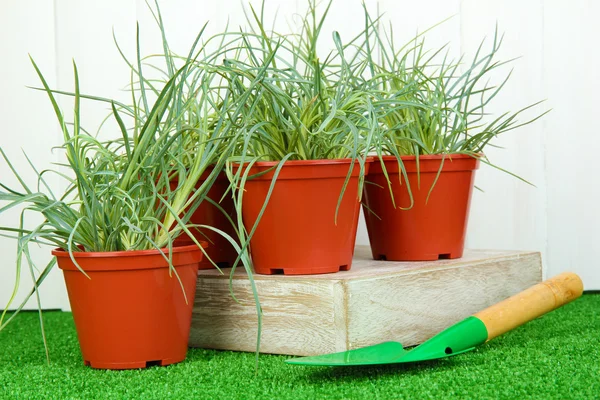 Töpfe mit Sämlingen auf grünem Gras auf hölzernem Hintergrund — Stockfoto