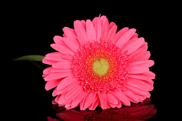 Beautiful pink gerbera with drops isolated on black — Stock Photo, Image