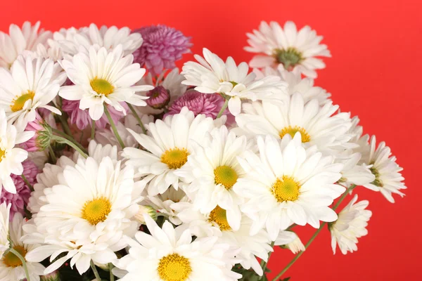 Bouquet de marguerites sur le fond de couleur — Photo