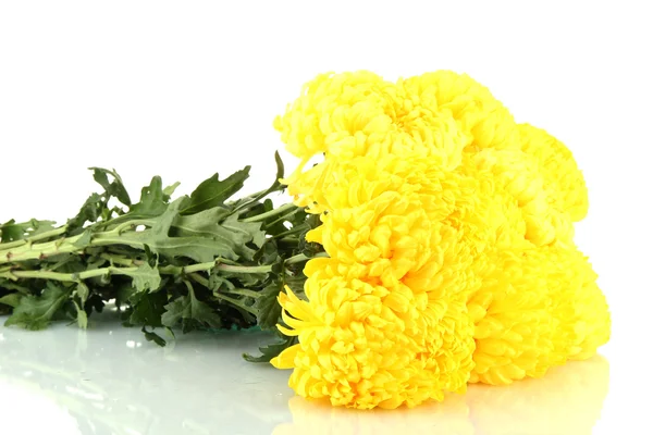 Leuchtend gelbe Chrysanthemen, isoliert auf weiß — Stockfoto