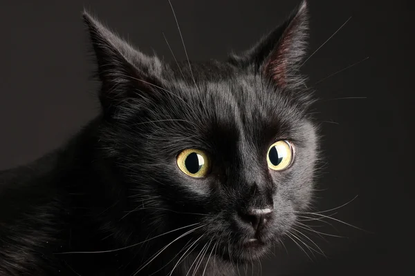 Gato preto no fundo preto — Fotografia de Stock