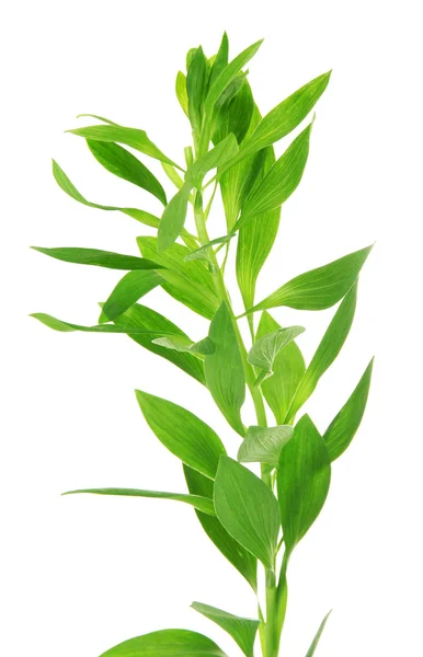 Gren med gröna blad, isolerad på vit — Stockfoto