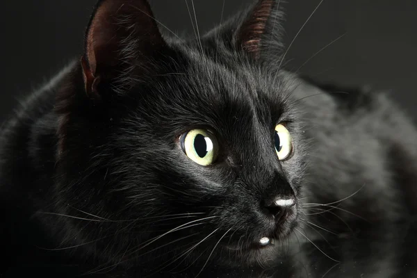 Svart katt på svart bakgrund — Stockfoto