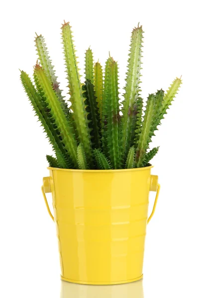 Cactussen geïsoleerd op wit — Stockfoto