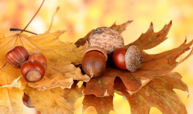 Autumnal leaves on bright background, macro close up