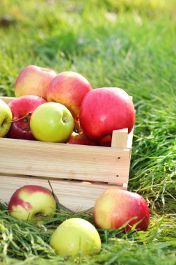 krater taze olgun elma bahçesinde yeşil çimenlerin üzerinde
