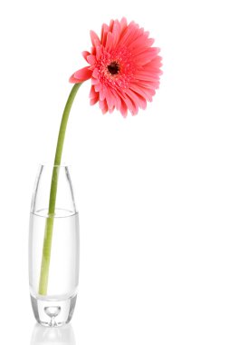 güzel gerbera cam aranjman beyaz izole