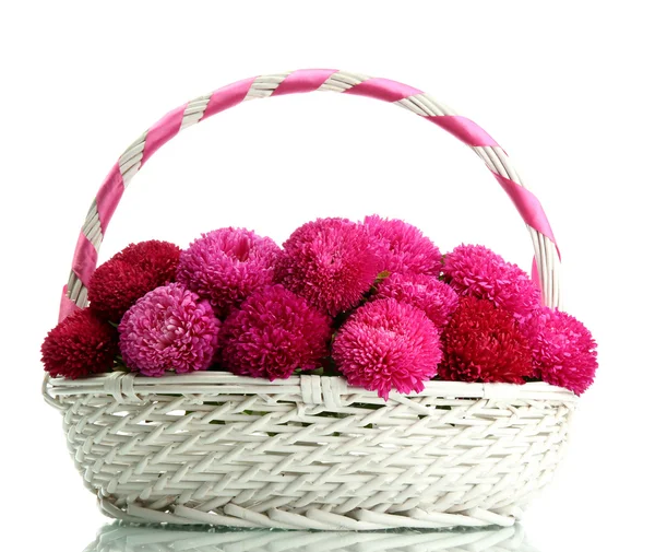 Fleurs d'aster rose dans le panier, isolé sur blanc — Photo