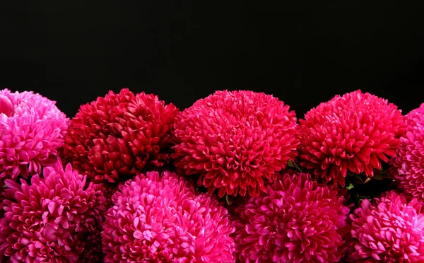 Hermosas flores de montaña, sobre fondo negro — Foto de Stock