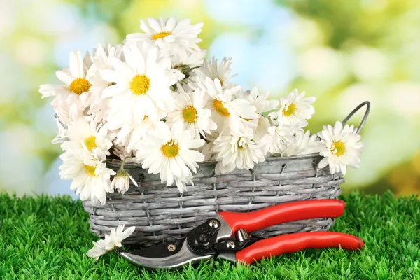 Madeliefjes in rieten mand op gras op heldere achtergrond — Stockfoto