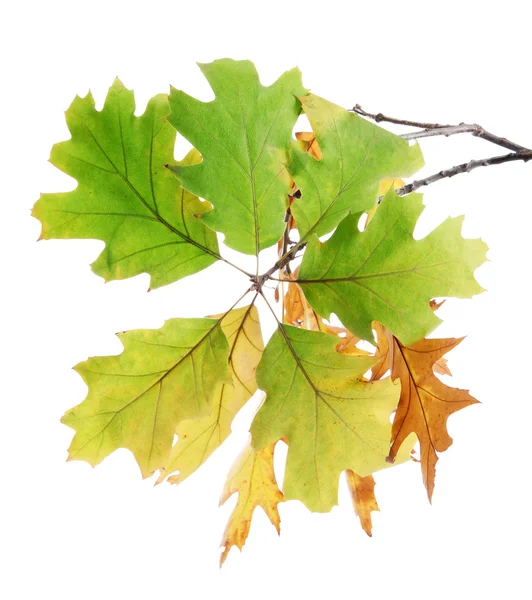 Eichenzweig mit herbstgelben Blättern, isoliert auf weiß — Stockfoto