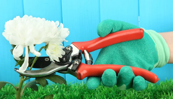 Tijeras de podar con flores sobre fondo de valla — Foto de Stock