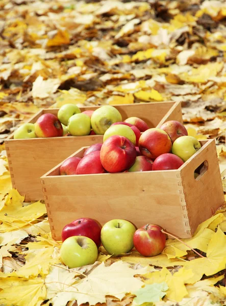 Casse di mele mature fresche in giardino su foglie autunnali — Foto Stock