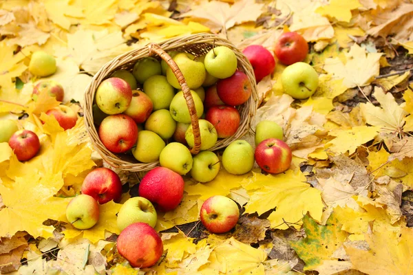 Cesta de manzanas frescas maduras en el jardín en hojas de otoño — Foto de Stock