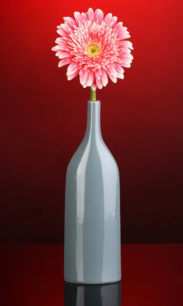 Bela gerbera em vaso no fundo vermelho — Fotografia de Stock