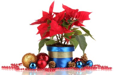 beyaz izole Noel topları ile güzel yılbaşı çiçeği