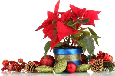 beyaz izole Noel topları ile güzel yılbaşı çiçeği