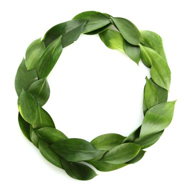 güzel yeşil yaprakları, üzerinde beyaz izole