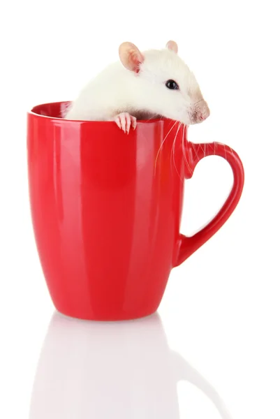 Rato engraçado na xícara, isolado no branco — Fotografia de Stock