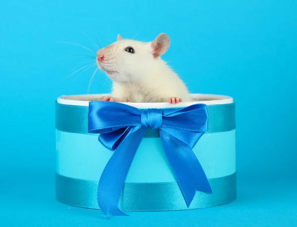 Grappige kleine rat in de doos van de gift, op blauwe achtergrond — Stockfoto
