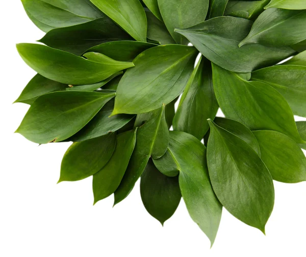Schöne grüne Blätter, isoliert auf weiß — Stockfoto