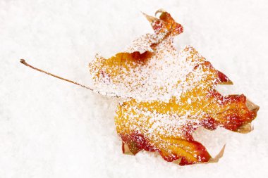 düşmüş yaprağına snow
