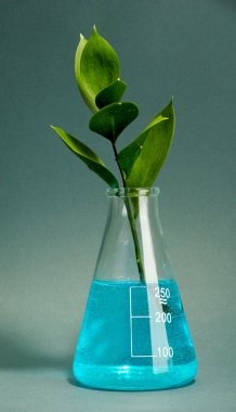 dal yeşil yaprakları gri arka plan üzerine yansımalar