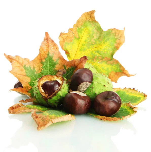 Chestnuts with autumn dried leaves, isolated on white — Stock Photo, Image