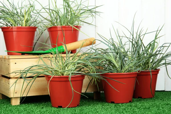 Macetas con plántulas sobre hierba verde sobre fondo de madera — Foto de Stock