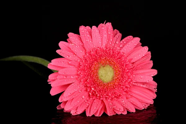 Gerbera rosa com gotas isoladas em preto — Fotografia de Stock