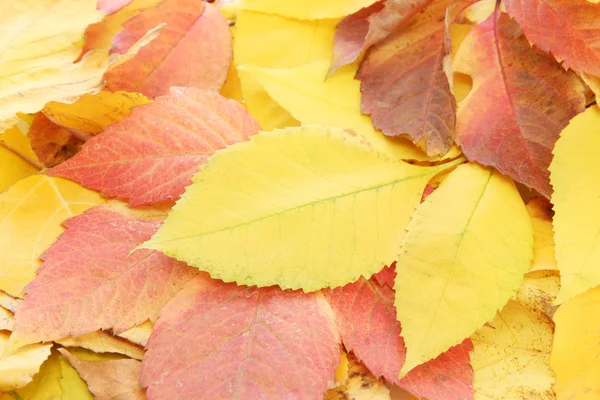 Heldere herfst bladeren, close-up — Stockfoto