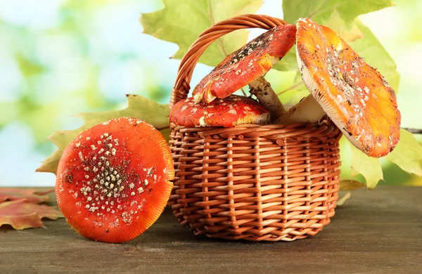 Red amanitas in basket, on green background — Stock Photo, Image